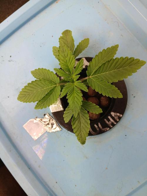 Wedding Cake Photo. Week 2 - Its so easy to set up a do it yourself DWC system. This girl is loving life