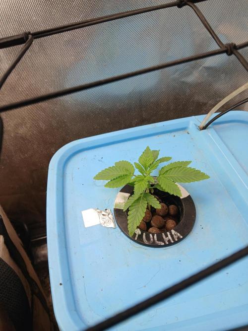 Wedding Cake Photo. Week 2