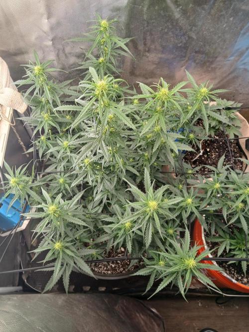 Ghost Train Haze Auto. Week 10 - Threw the scrog net on and this baby looks so good