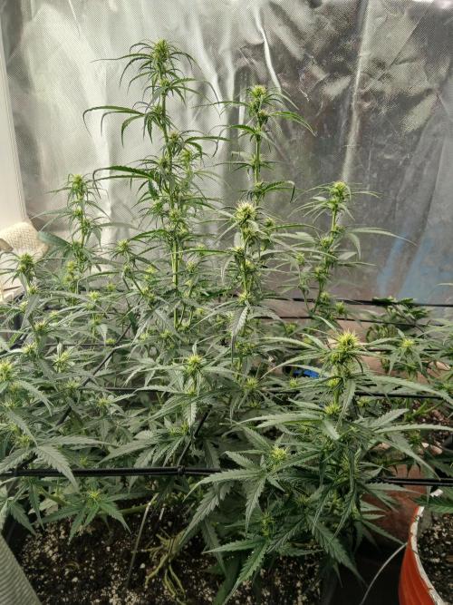 Ghost Train Haze Automatic. Week 10