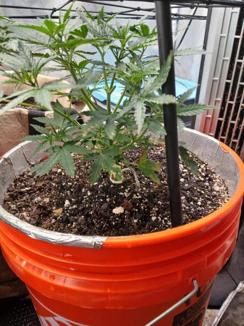 Sundae Driver Auto. Week 5