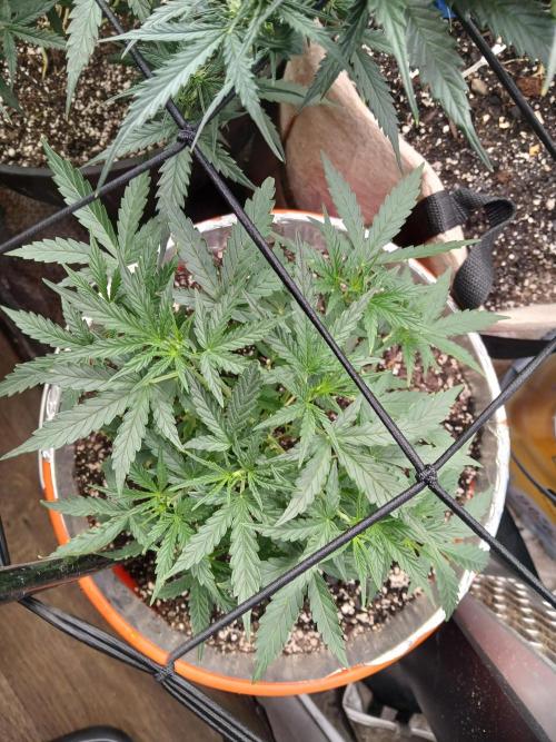 Sundae Driver Auto. Week 5