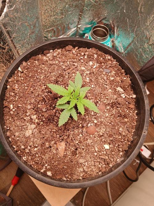 Hyper Vyper Photoperiod. Week 3