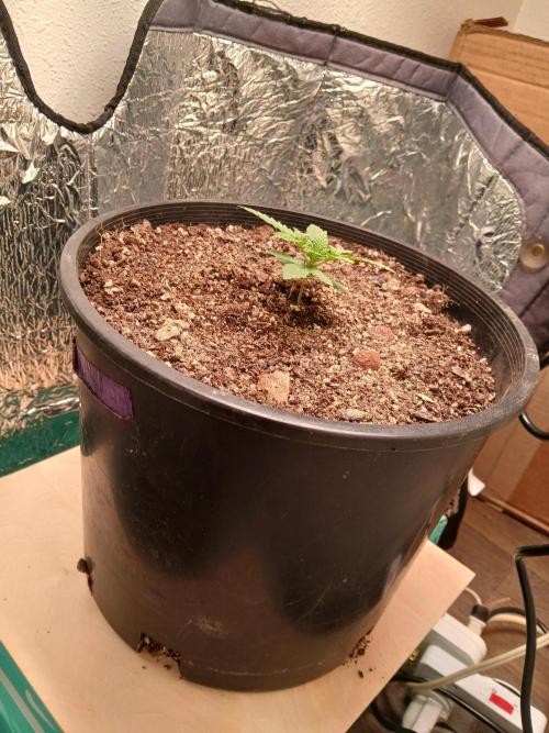 Hyper Vyper Photoperiod. Week 3