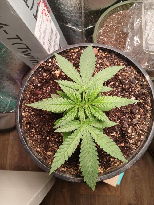 Hyper Vyper Photoperiod. Week 4