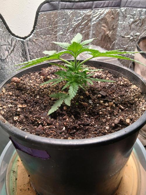 Hyper Vyper Photoperiod. Week 4
