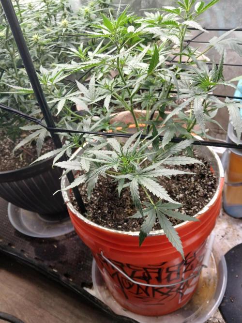 Sundae Driver Auto. Week 6