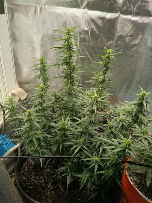 Ghost Train Haze Auto. Week 11