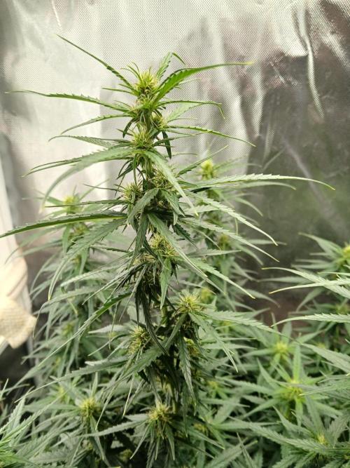 Ghost Train Haze Auto. Week 11