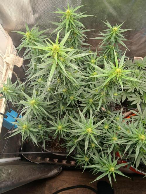 Ghost Train Haze Automatic. Week 11