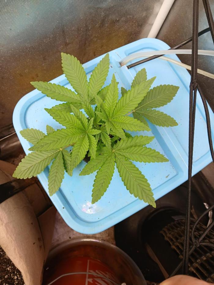 Wedding Cake Photo. Week 3
