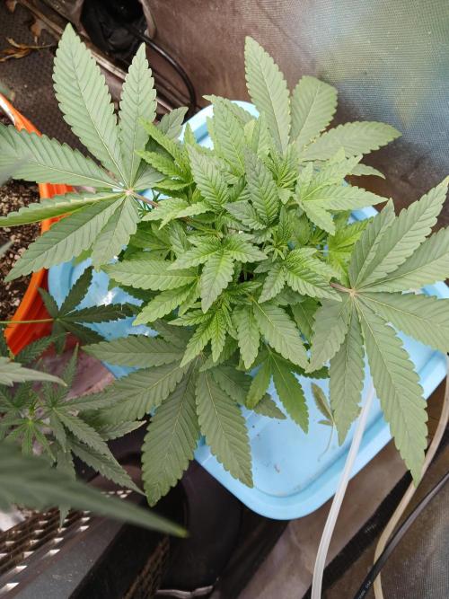 Wedding Cake Photo. Week 4