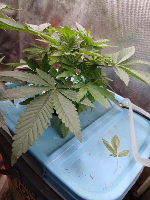 Wedding Cake Photo. Week 4