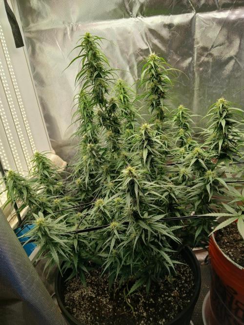 Ghost Train Haze Auto. Week 12 - Looking Amazing 