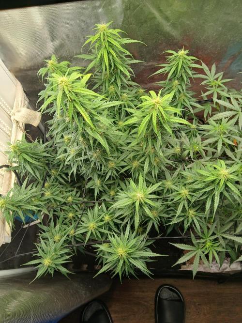 Ghost Train Haze Auto. Week 12 - Bussin 