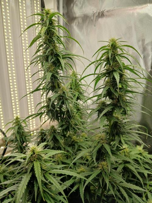 Ghost Train Haze Automatic. Week 12