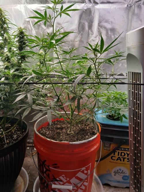 Sundae Driver Auto. Week 7