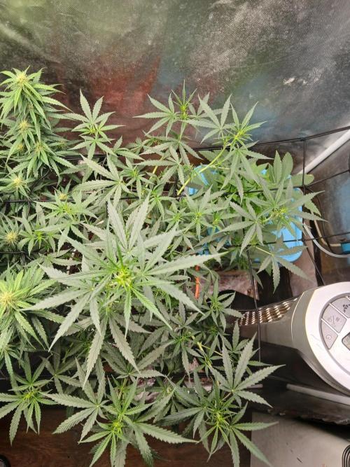 Sundae Driver Auto. Week 7