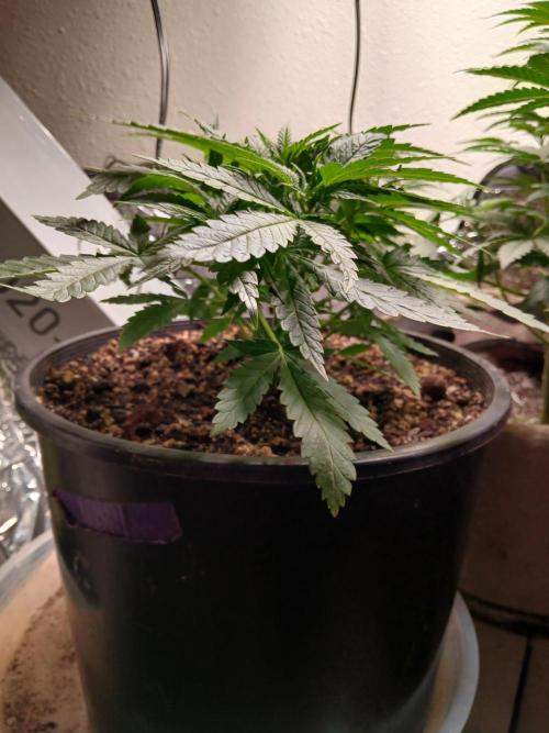 Hyper Vyper Photoperiod. Week 5