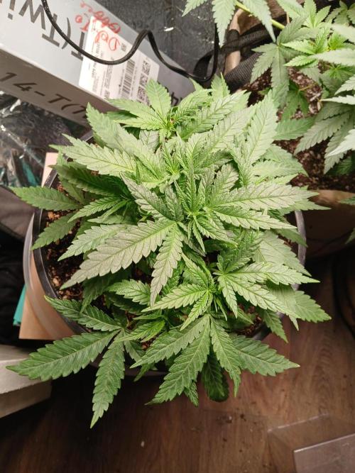 Hyper Vyper Photoperiod. Week 5
