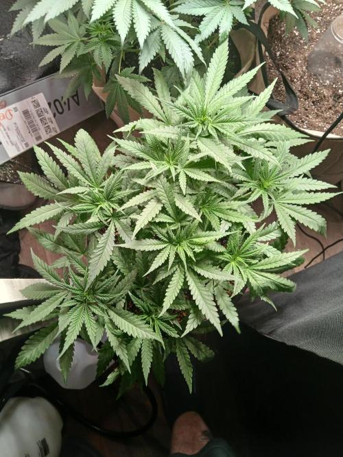 Hyper Vyper Photoperiod. Week 6