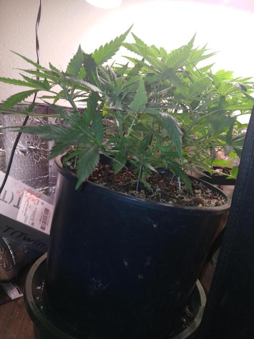 Hyper Vyper Photoperiod. Week 6