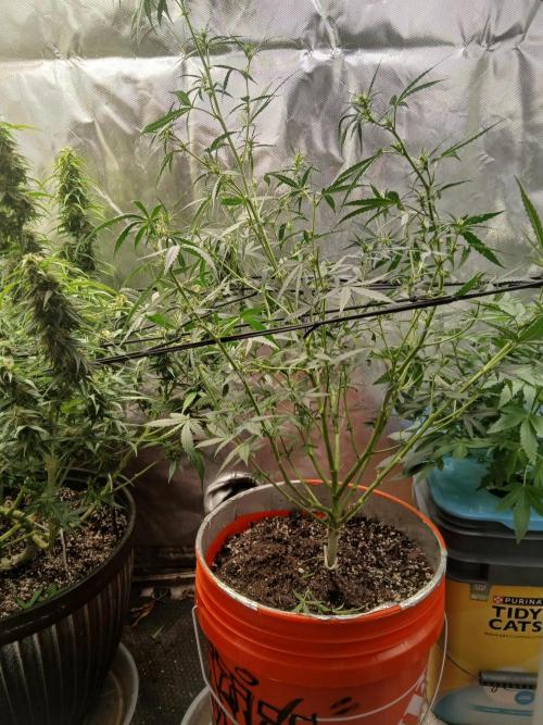 Sundae Driver Auto. Week 8