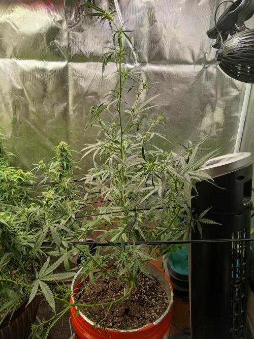 Sundae Driver Auto. Week 8