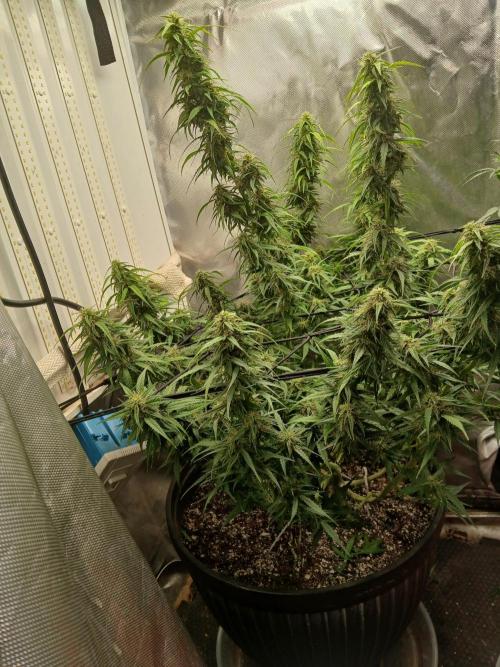 Ghost Train Haze Auto. Week 13