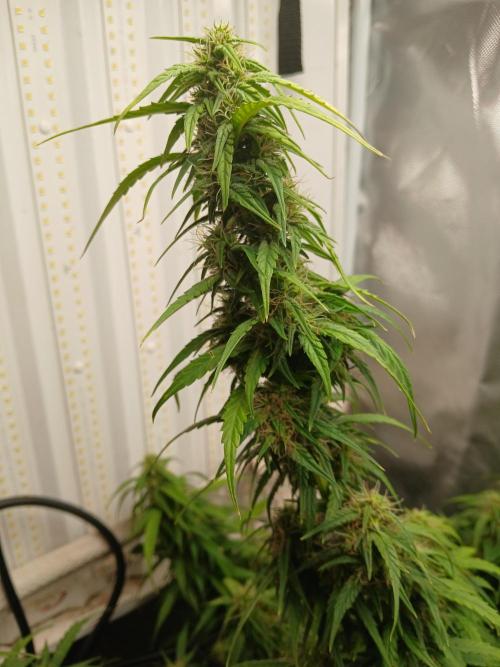 Ghost Train Haze Auto. Week 13