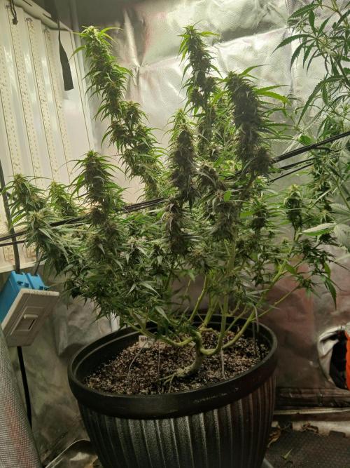 Ghost Train Haze Automatic. Week 13
