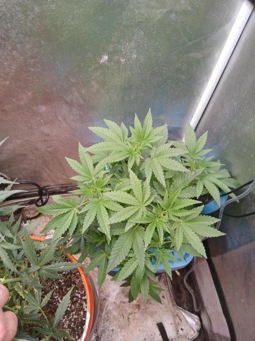 Wedding Cake Photo. Week 5