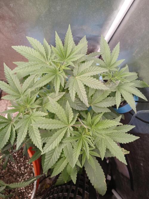 Wedding Cake Photo. Week 5