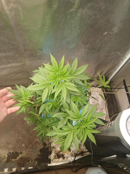 Wedding Cake Photo. Week 6