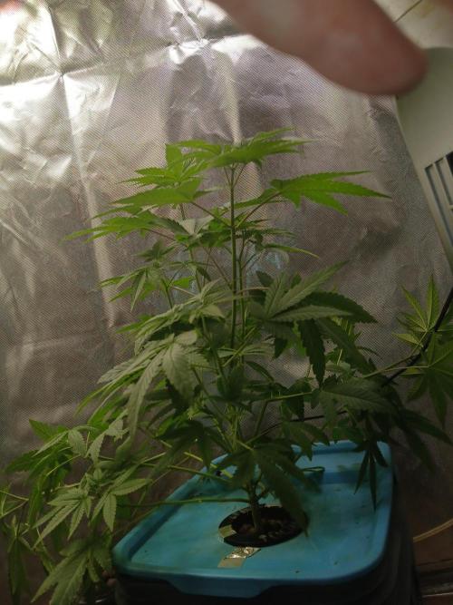 Wedding Cake Photo. Week 6