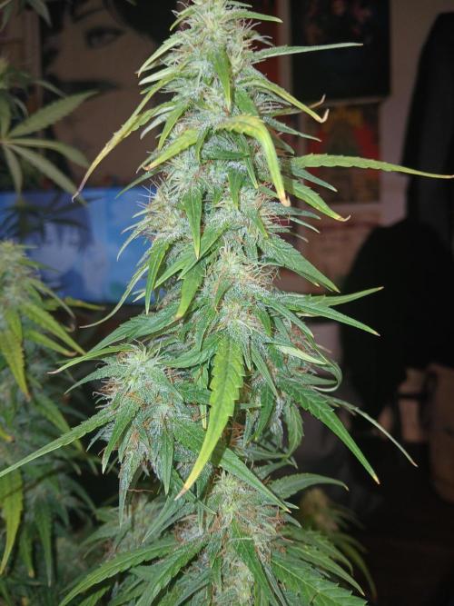 Ghost Train Haze Auto. Week 14