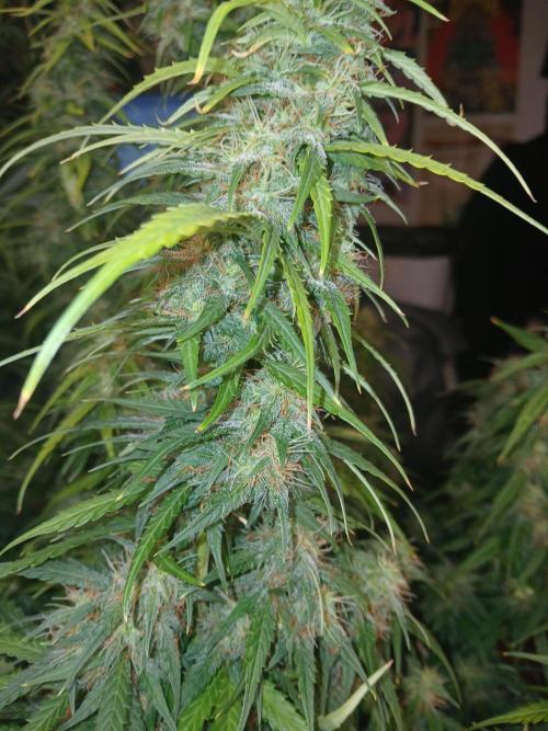 Ghost Train Haze Auto. Week 14