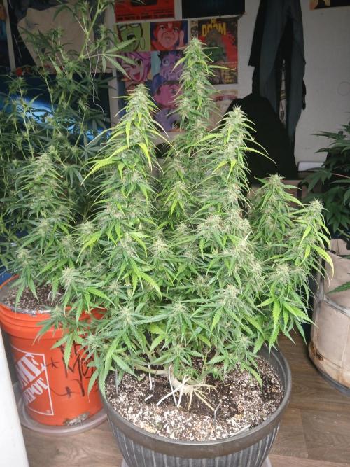 Ghost Train Haze Automatic. Week 14