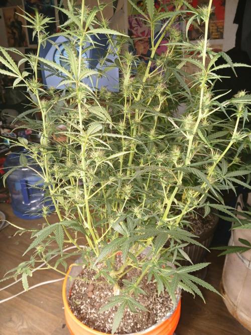 Sundae Driver Auto. Week 9