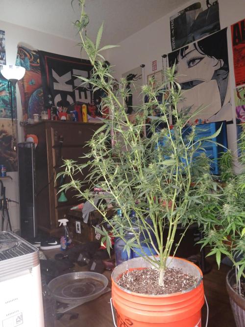 Sundae Driver Auto. Week 9