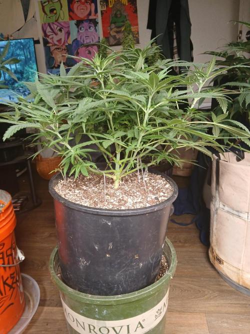 Hyper Vyper Photoperiod. Week 7