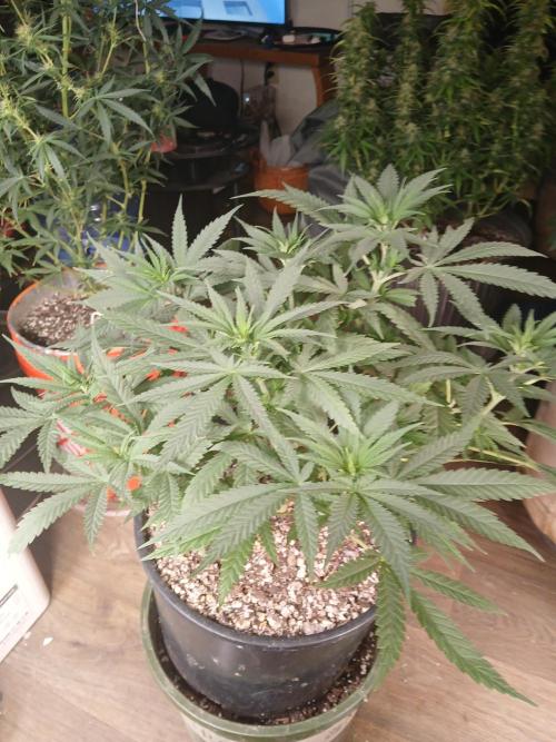 Hyper Vyper Photoperiod. Week 7
