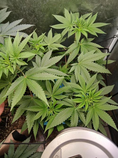 Hyper Vyper Photoperiod. Week 8