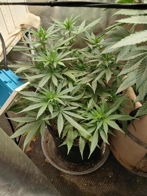 Hyper Vyper Photoperiod. Week 8