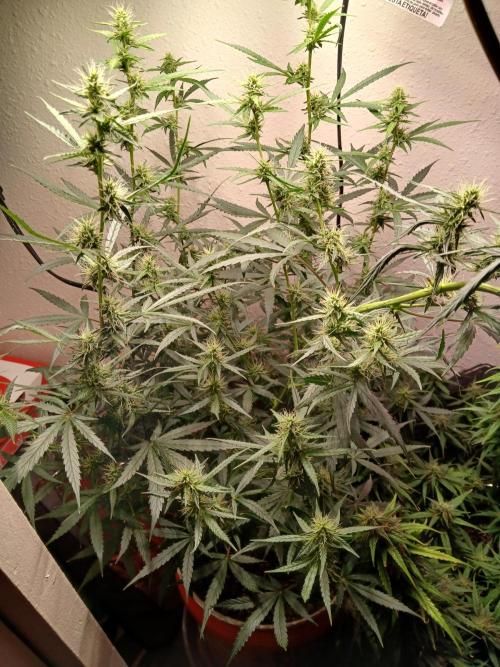 Sundae Driver Auto. Week 10