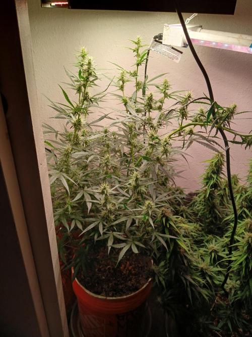 Sundae Driver Auto. Week 10
