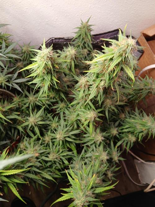 Ghost Train Haze Auto. Week 15