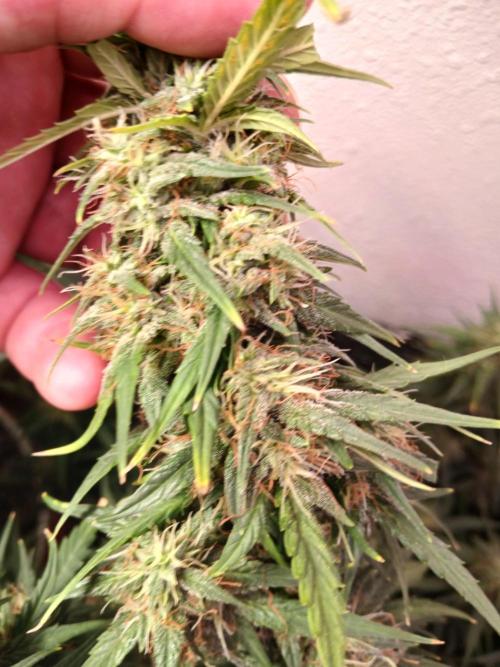 Ghost Train Haze Auto. Week 15