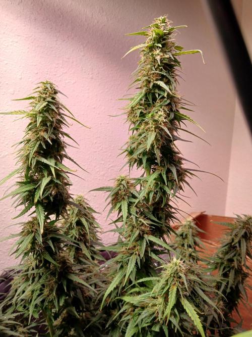 Ghost Train Haze Automatic. Week 15