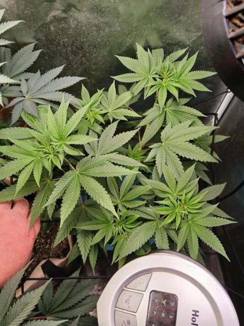 Wedding Cake. Week 7